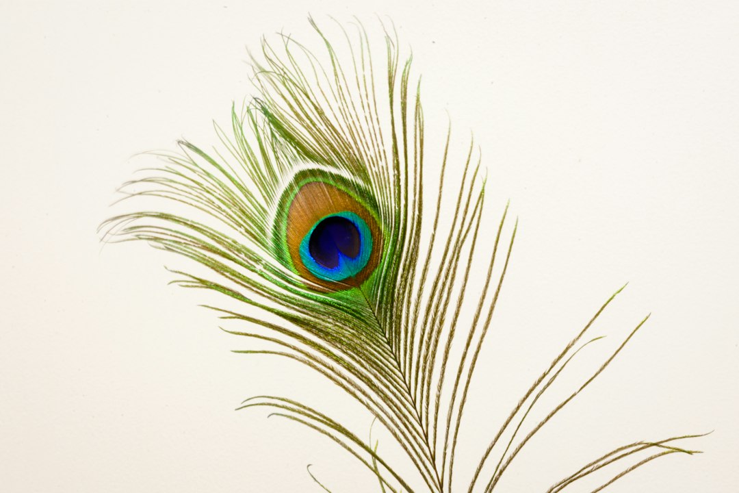 Green and blue peacock feather