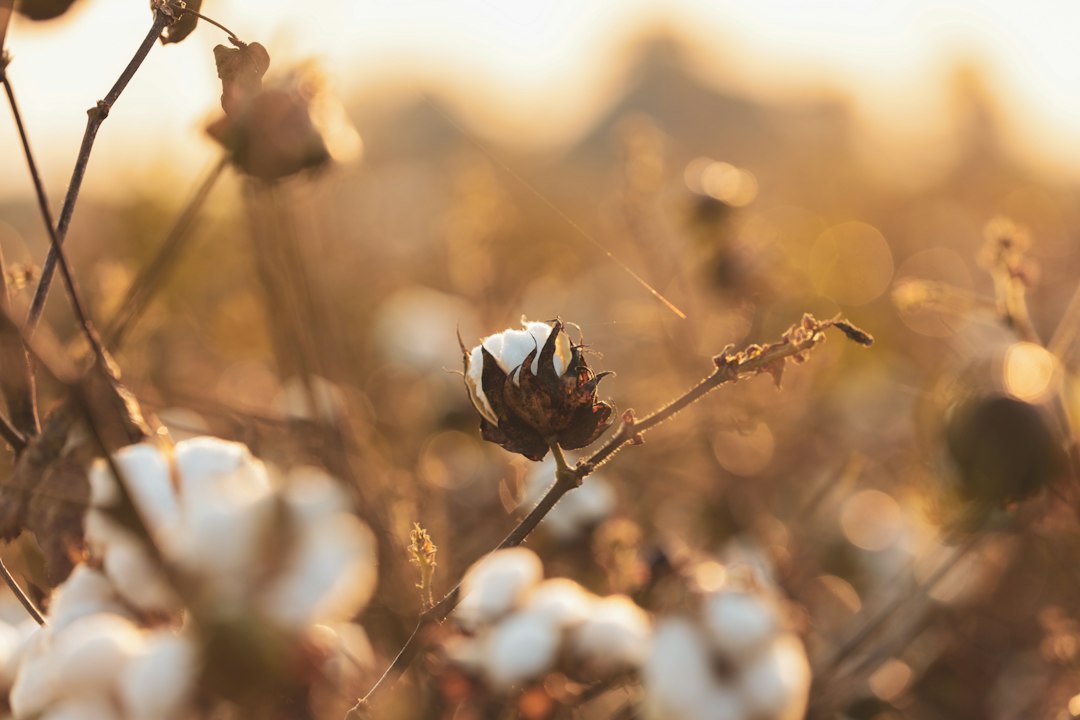 Raw cotton bolls ready for harvest – cotton import duty waiver October 2026