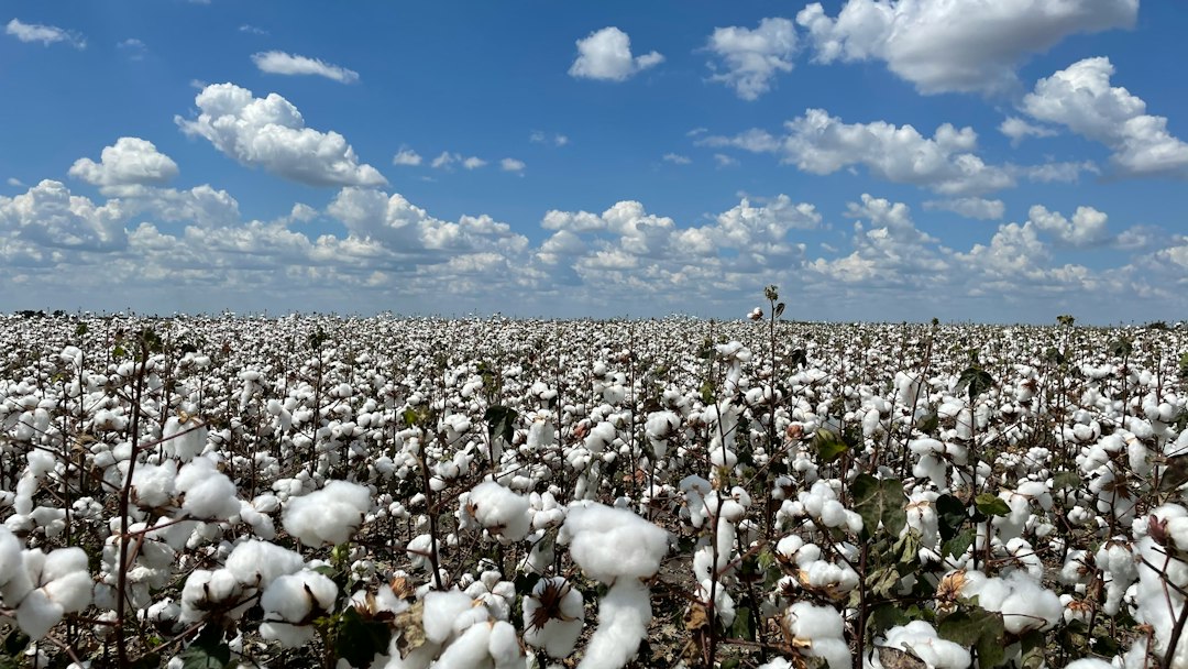 Cotton field ahead of the new kharif crop arrival